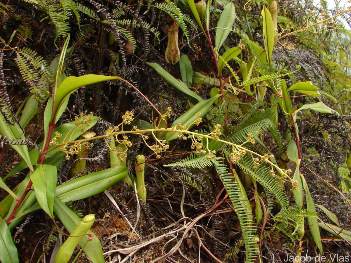 Nepenthes distillatoria L.